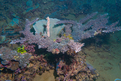 Acropora longicyathus