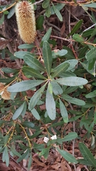 Banksia paludosa