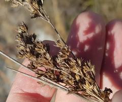 Juncus rigidus
