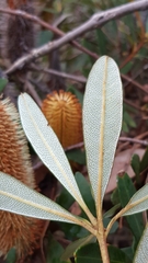Banksia paludosa