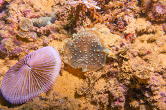 Amplexidiscus fenestrafer