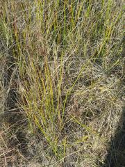 Juncus rigidus