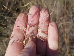 Eragrostis nindensis