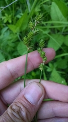 Carex normalis