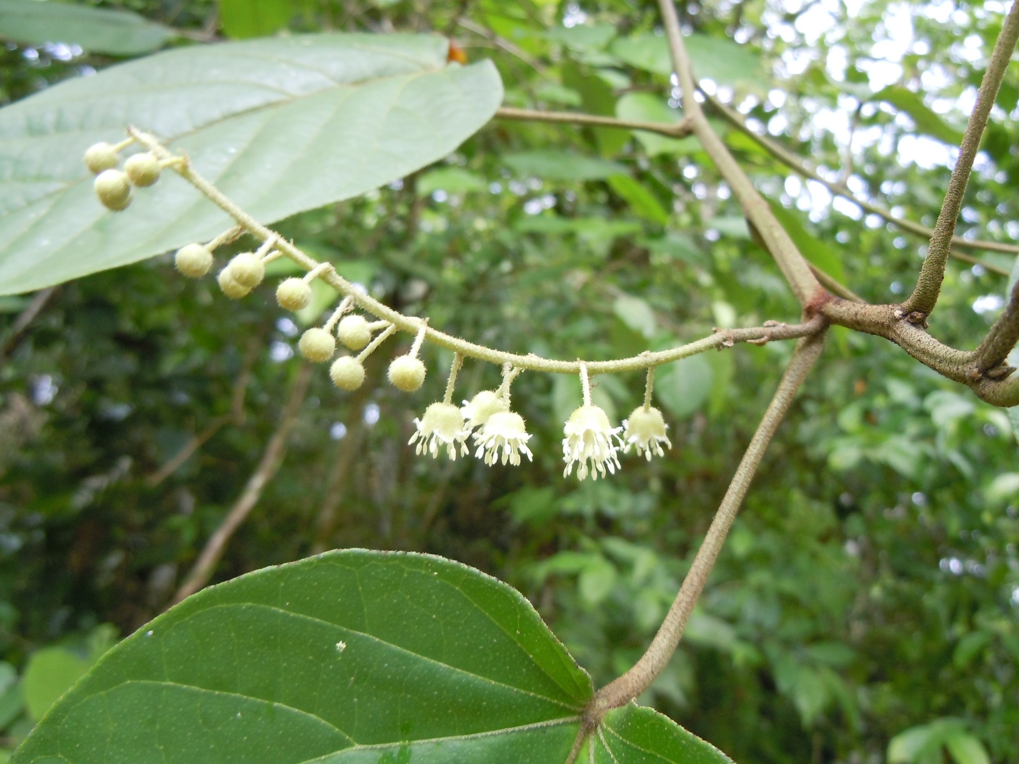 Croton billbergianus