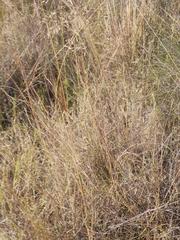 Eragrostis nindensis