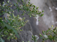 Blumea paniculata