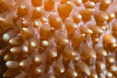 Amplexidiscus fenestrafer