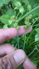 Carex normalis