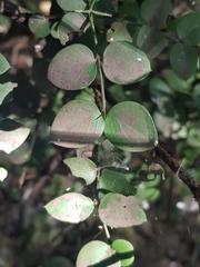 Carissa bispinosa
