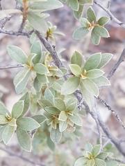 Diospyros lycioides nitens