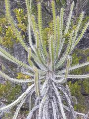 Euphorbia sekukuniensis