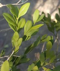 Buxus macowanii