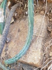 Kleinia stapeliiformis