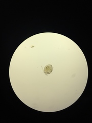 Chydoridae
