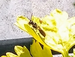 Aculeata