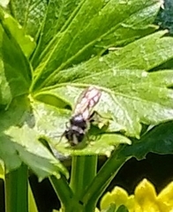 Aculeata