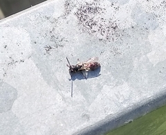 Aculeata