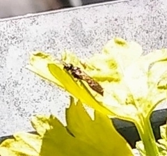 Aculeata