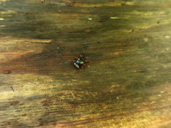 Eumorphus quadriguttatus pulchripes