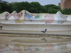 Columba livia