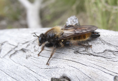 Laphria flava
