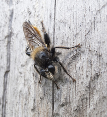 Laphria flava