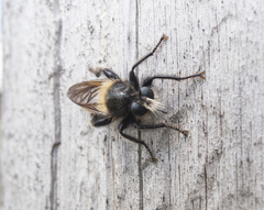 Laphria flava