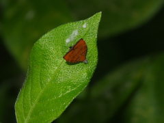 Choreutis achyrodes