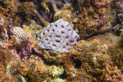 Acanthastrea