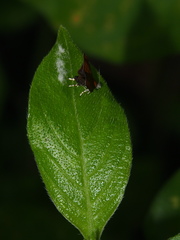 Choreutis achyrodes