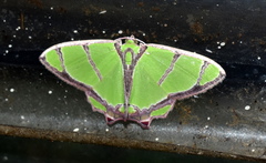 Agathia angustilimes