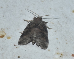 Garella