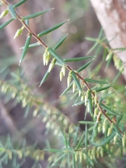 Styphelia biflora