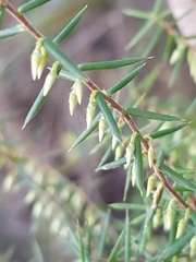 Styphelia biflora