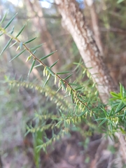 Styphelia biflora