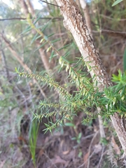 Styphelia biflora