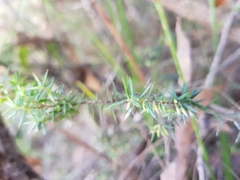 Styphelia biflora