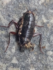 Blatta orientalis