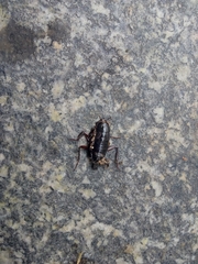 Blatta orientalis