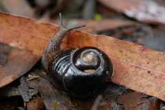 Victaphanta compacta