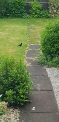 Turdus merula