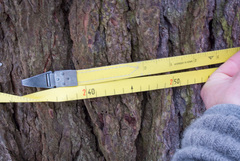 Tsuga canadensis