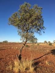 Hakea eyreana