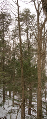 Tsuga canadensis