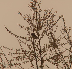 Emberiza spodocephala