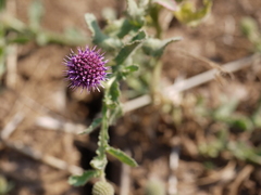 Sphaeranthus indicus