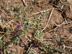 Sphaeranthus indicus