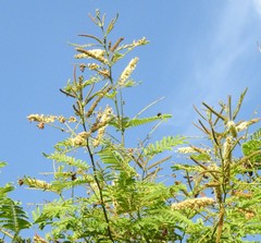 Senegalia polyacantha