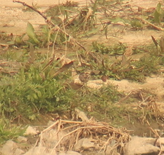 Anthus rubescens japonicus